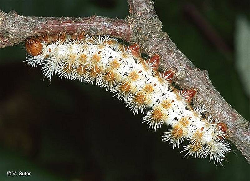 SATURNIIDAE World Homepage für den Saturniidenfreund
